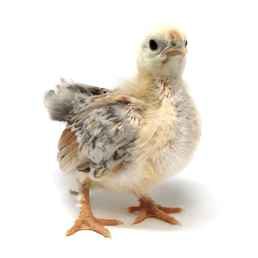 ЭКО ферма Quail