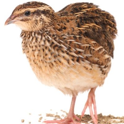 ЭКО ферма Quail